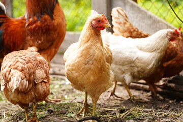 Chicken standing on a rural garden in the countryside. Close up of a chicken standing on a backyard shed with chicken coop. Free range birds