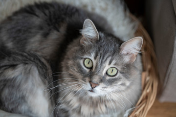 closeup face of tabby gray cat looking at camera