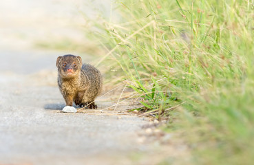 Indian mongoose appears out of the grass in Okinawa, Japan