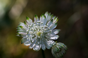 White flower in Pyrenees, France