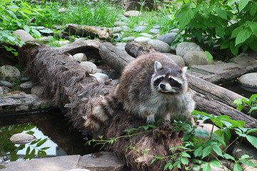 beautiful raccoon in the forest