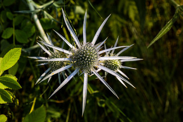 Summer flower in Pyrenees, France