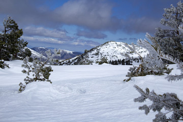 Snowy winter landscape whit freshly snowflakes.