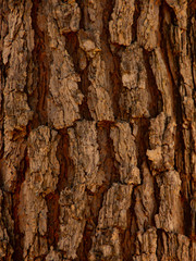 Wood texture