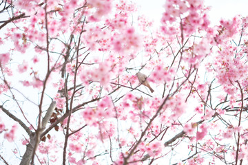 Sakura in a Park in Japan