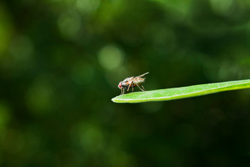Mosca