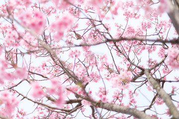 Sakura in a Park in Japan