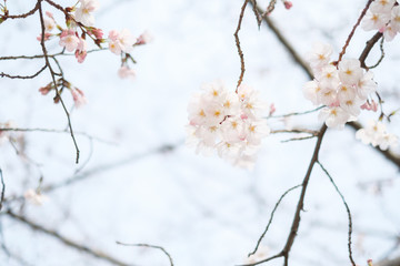 Sakura in a Park in Japan