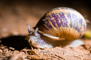 Caracol