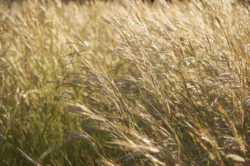 Field of slender wild oat in the sunset. Avena Barbata Pott ex Link
