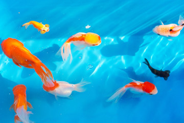 Colored tropical fish in a decorative pond. Orange decorative fish on a blue background. Flock of ornamental fish