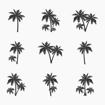 Palm tree icons set. Design elements for logo, emblem or stickers.