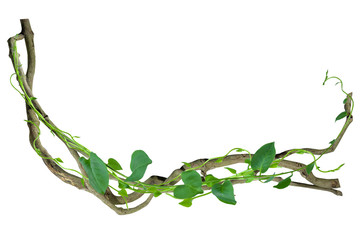 circular vine at the roots of tropical trees. isolated on white background with clipping path...