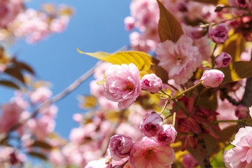 Cherry blossoms on a sunny day. Close-up of sakura flowers.