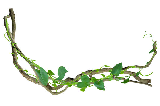 circular vine at the roots of tropical trees. isolated on white background with clipping path included. Floral Desaign. HD Image and Large Resolution. can be used as wallpaper