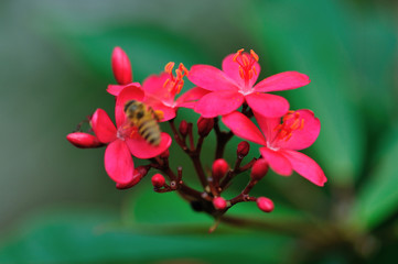 Obraz premium Beautiful little flowers blooming in summer