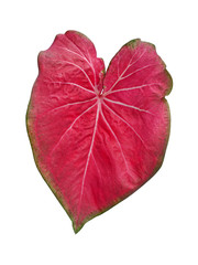 isolated caladium multicolor leaf red, white and green closeup texture with clipping path / beautiful and unique heart-shaped die cut of topical plant design or background