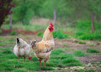 Rooster and Chickens. Free Range Cock and Hens