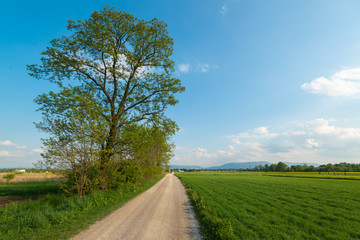 Fototapeta na wymiar Drzewo na polnej drodze 