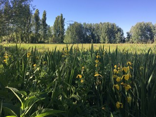 field of dandelions
