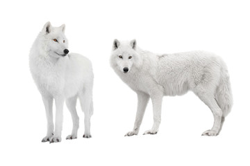 two polar wolf isolated on a white background. © fotomaster