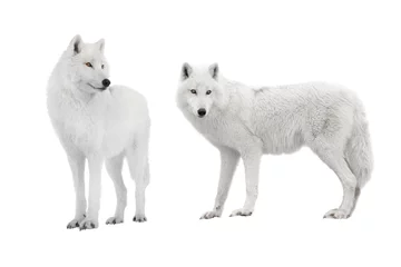 Foto op Canvas two polar wolf isolated on a white background. © fotomaster