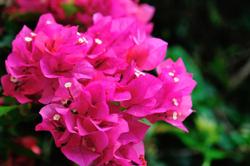 Beautiful blooming bougainvillea flowers in summer