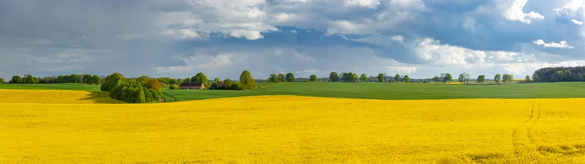 Fototapete Rund Rzepak - żółte kwiaty rzepaku - krajobraz rolniczy, Polska, Warmia i mazury © Grzej