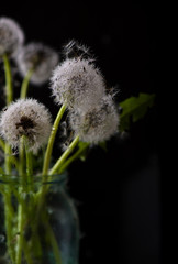 A bouquet of dried dandelions in a jar of water on a black background.