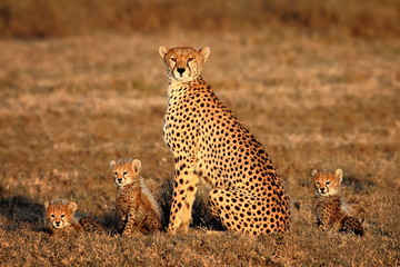 cheetah mother and cubs in the savannah
