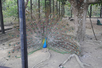 Bird, peacock
