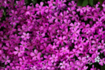 blurred background lilac flowers