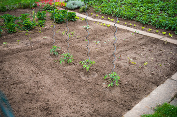 tomatoes growing in a beet on tomato sticks