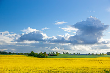 Rzepak - żółte kwiaty rzepaku - krajobraz rolniczy, Polska, Warmia i mazury
