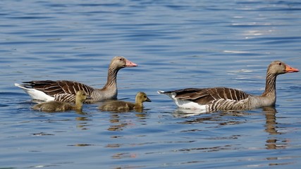 Fototapeta premium Gänsefamilie, Gans, Wildgans, Graugans