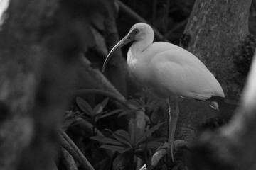 White Ibis in Black and White