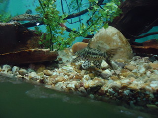 Aquarium