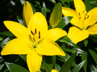 Obraz premium ユリ