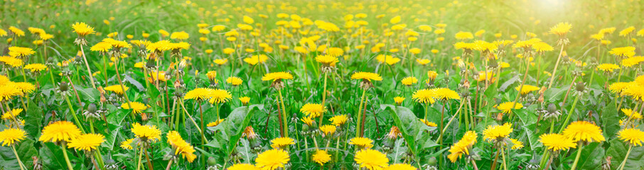 Banner of green field with yellow dandelions.  Closeup of yellow flowers 