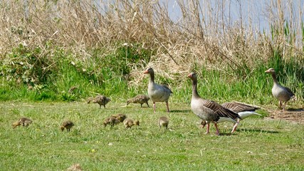 Gänsefamilie, Gans, Wildgans, Graugans