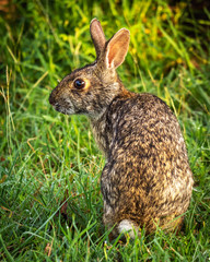 Swamp rabbit sitting in green grass along the nature trail in Pearland!