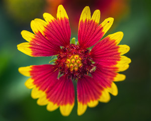 Indian Blanket wildflower straight on!
