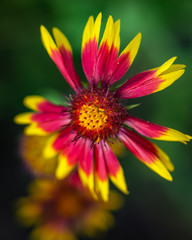 Indian Blanket wildflower in the early morning lightl along the nature trail in Pearland!