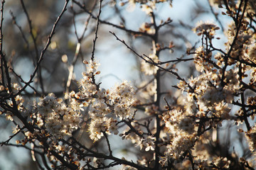 Blossoming trees in spring season