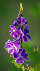 Fototapeta na wymiar Small purple flowers along the nature trail!