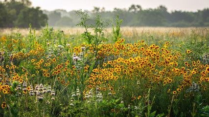 Wildflowers in a field in the Shadow Creek Ranch Nature Park in Pearland!