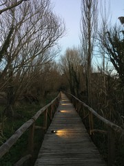 wooden bridge in the forest