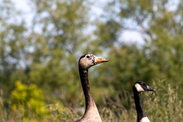 2 wild goose torso with blurred background