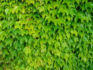 Fototapeta na wymiar Natural green ivy leaves growing on a wall