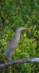 Tiger Heron at the beach in Costa Rica